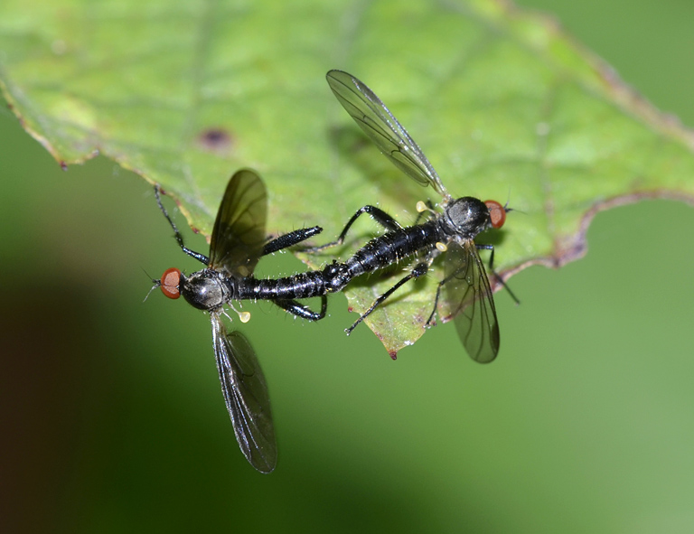 Hybos sp. (Hybotidae) in copula